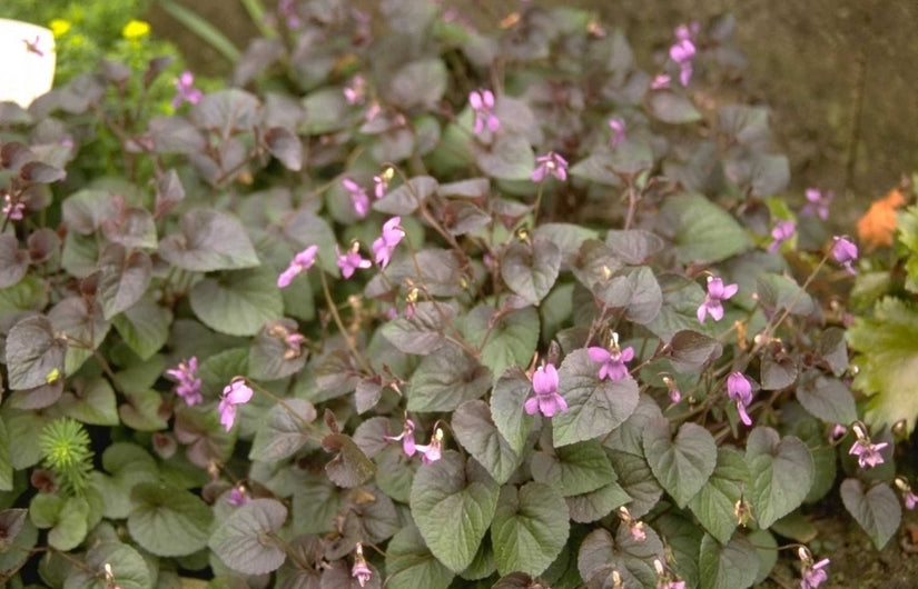 Viooltje - Viola labradorica