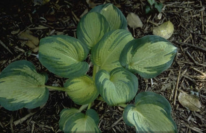 Hartlelie - Hosta sieboldiana 'Great Expectations'