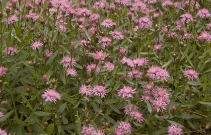 Korenbloem - Centaurea alpestris