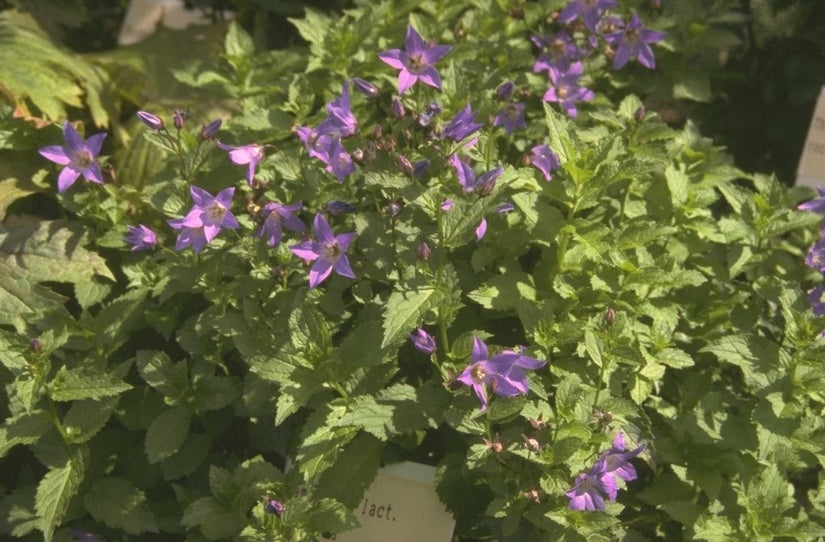 Klokje - Campanula lactiflora 'Superba'