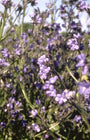 Italiaanse ossentong - Anchusa azurea 'Loddon Royalist'