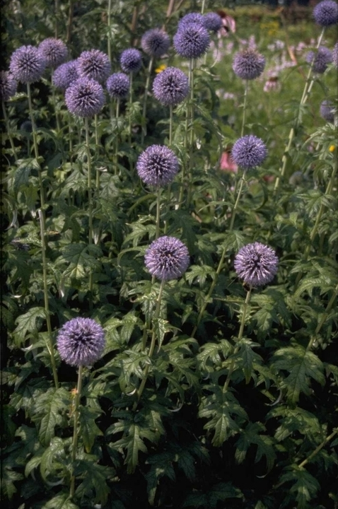 blue globe product foto prachtige bloeiwijze blauwe bloem vaste plant