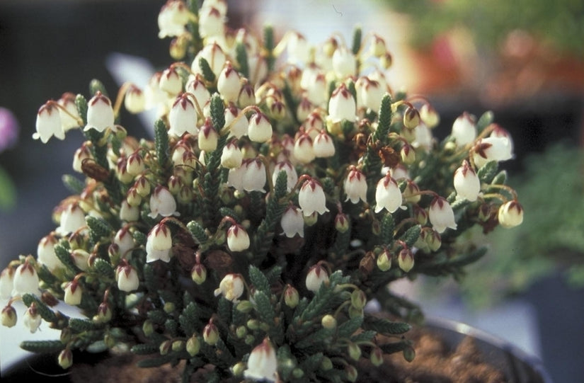 Cassiope 'Muirhead'