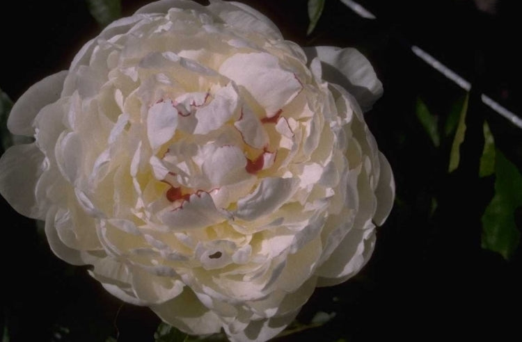 Pioenroos - Paeonia 'Festiva Maxima'
