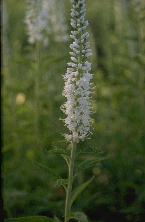 Veronica Spicata