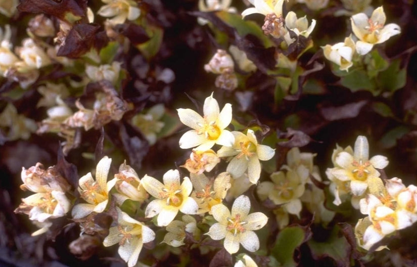 Tricyrtis hirta 'Miyazaki'