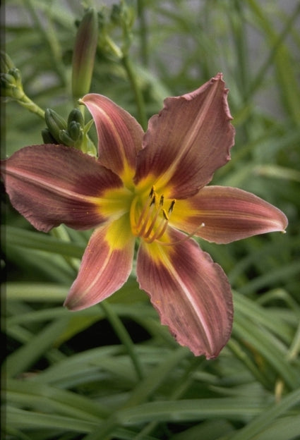 Daglelie - Hemerocallis 'Purple Waters'