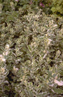Mentha x rotundifolia 'Variegata'