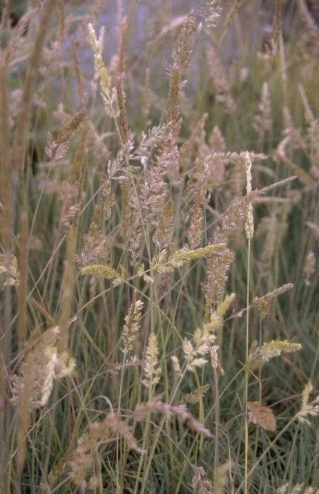 Fakkelgras - Koeleria glauca