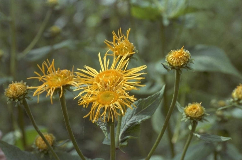 Inula orientalis