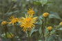 Inula orientalis