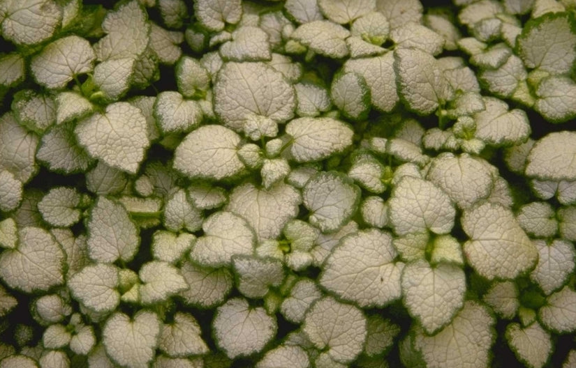 Gevlekte dovenetel - Lamium maculatum 'White Nancy'