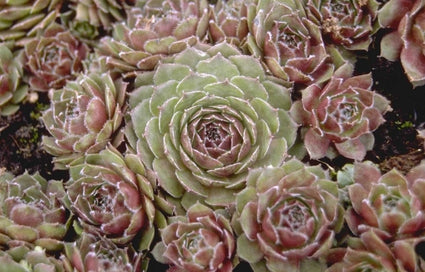 Sempervivum 'Granat'