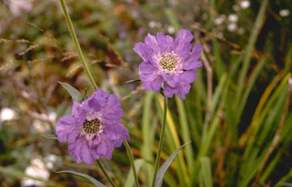 Kaukasisch duifkruid - Scabiosa caucasica 'Stäfa'