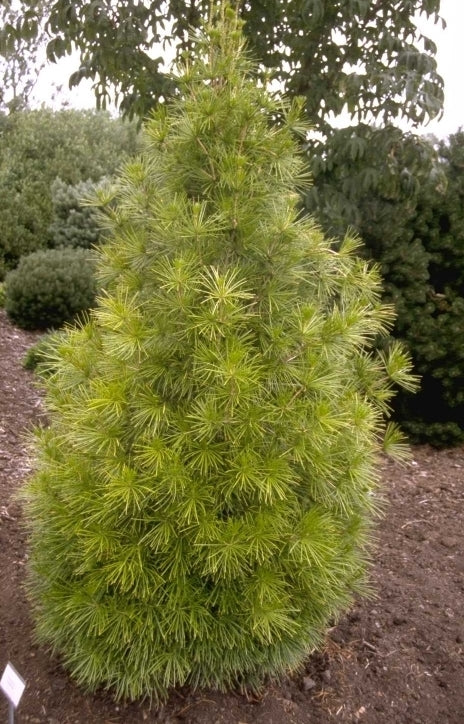 Sciadopitys verticillata