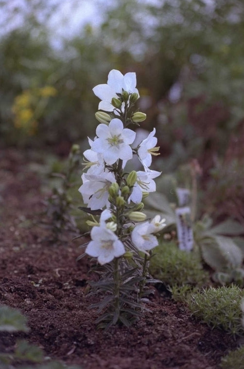 Prachtklokje - Campanula persicifolia var. planiflora f. alba