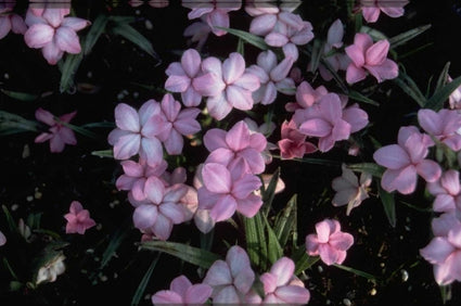 Rhodohypoxis baurii 'Fred Broome'