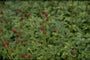 Grote pimpernel - Sanguisorba officinalis 'Tanna'