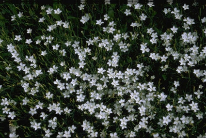 Steenanjer - Dianthus deltoides 'Albiflorus'