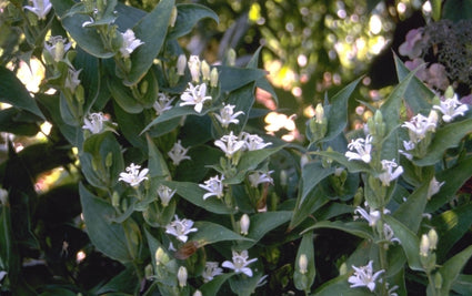 Tricyrtis hirta 'Alba'