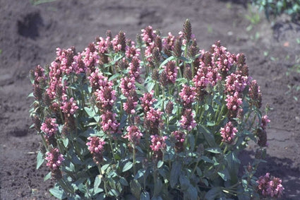 Brunel - Prunella x webbiana 'Rosea'