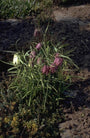 Wilde kievitsbloem - Fritillaria meleagris