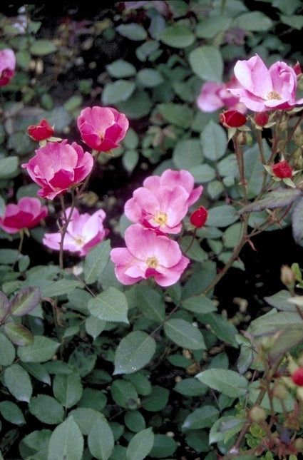 Trosroos - Rosa 'Betty Prior'