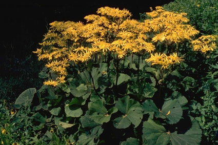 Kruiskruid - Ligularia dentata 'Othello'