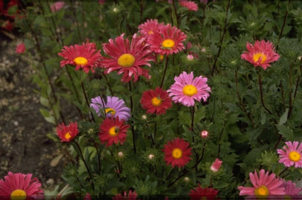 Wormkruid - Tanacetum carinatum