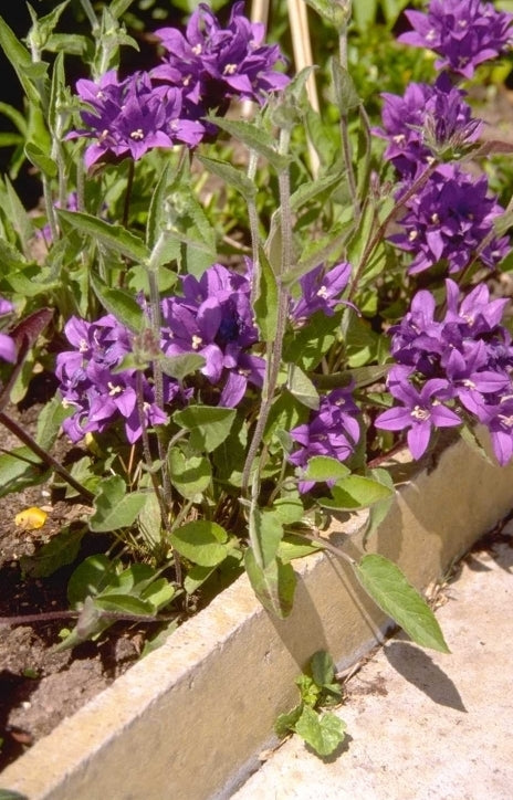 Ruig klokje - Campanula glomerata 'Joan Elliott'