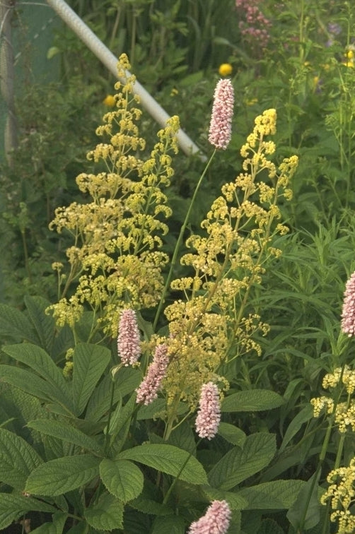 Schout-bij-nacht - Rodgersia pinnata 'Alba'