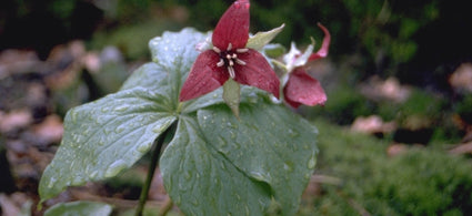 Trillium erectum