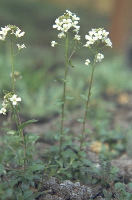 Arabis procurrens