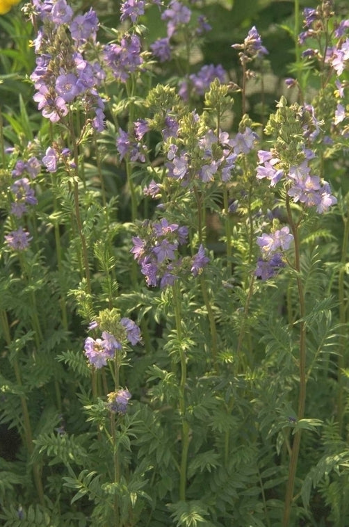 Polemonium caeruleum