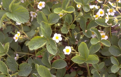 Tuinaardbei - Fragaria x ananassa 'Revada'