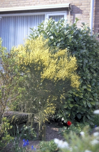 Brem - Cytisus x praecox 'Allgold'