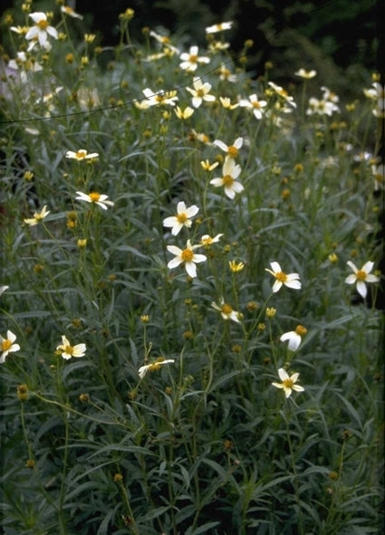 Tandzaad - Bidens heterophylla