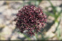 Look - Allium atropurpureum