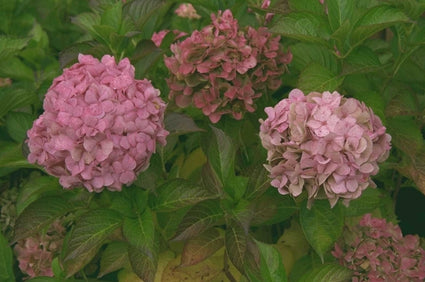 Hortensia - Hydrangea macrophylla 'Taube'