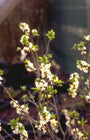 Rood peperboompje - Daphne mezereum f. alba