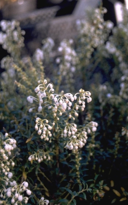 Pernettya mucronata