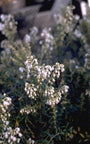 Pernettya mucronata