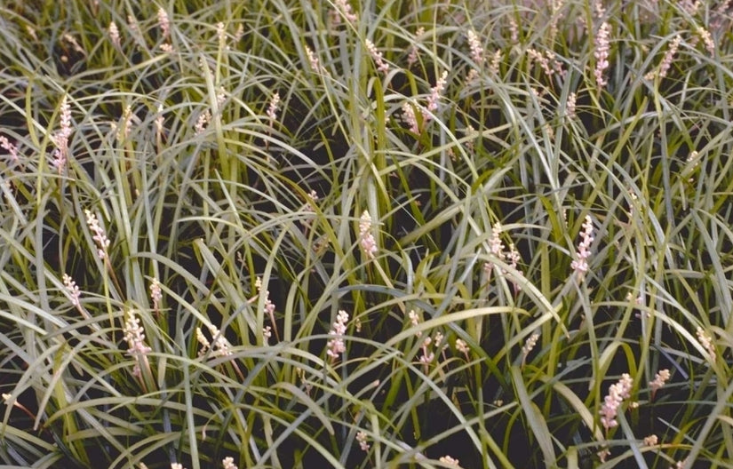 Leliegras - Liriope graminifolia