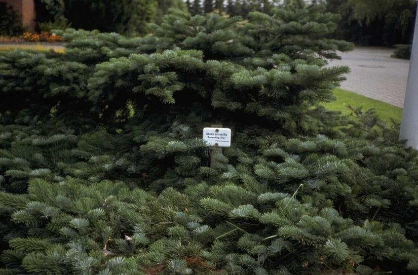 Pacifische zilverspar - Abies amabilis 'Spreading Star'