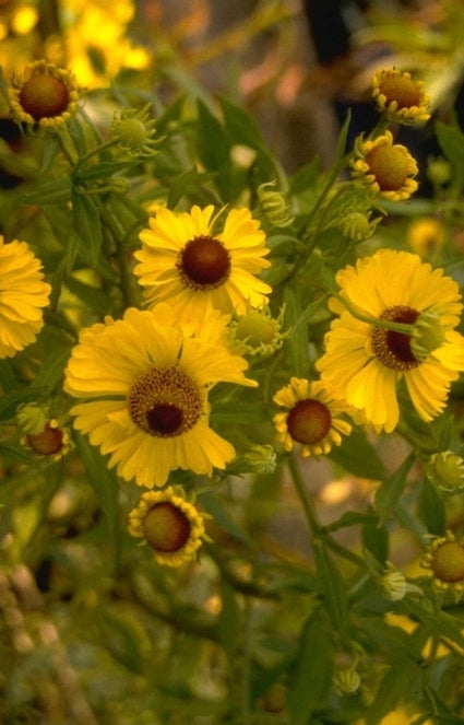 Zonnekruid - Helenium 'Goldrausch'