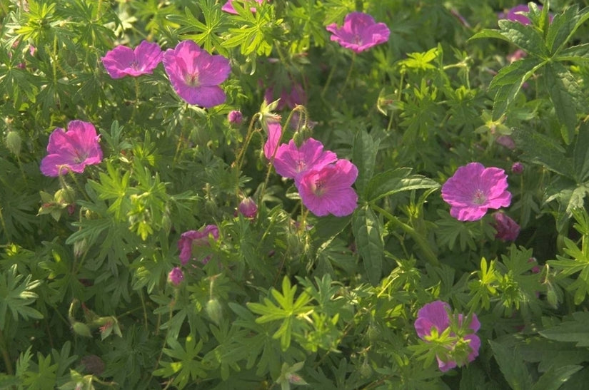 Bloedooievaarsbek - Geranium sanguineum