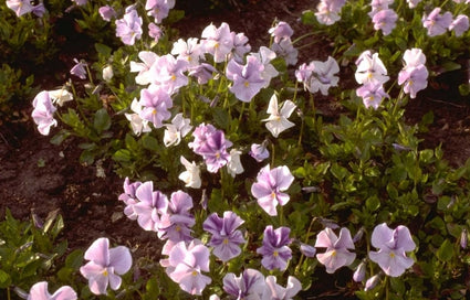 Viooltje - Viola 'John Wallmark'