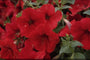 Petunia 'Polo Red'