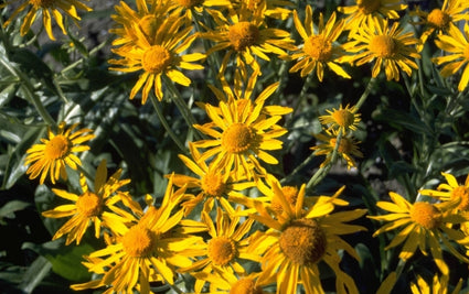 Zonnekruid - Helenium autumnale 'Pumilum Magnificum'