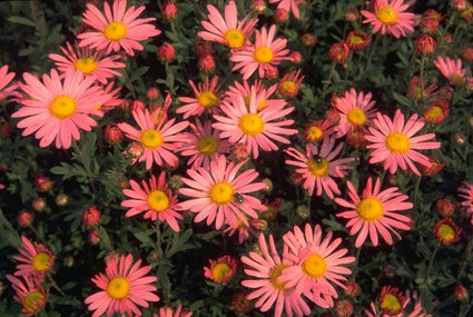 Chrysant - Dendranthema 'Clara Curtis'